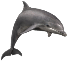 Dolphin Png Image - Dolphin, Transparent background PNG HD thumbnail