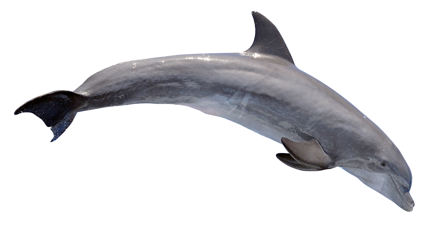 Dolphin Png Transparent Image - Dolphin, Transparent background PNG HD thumbnail