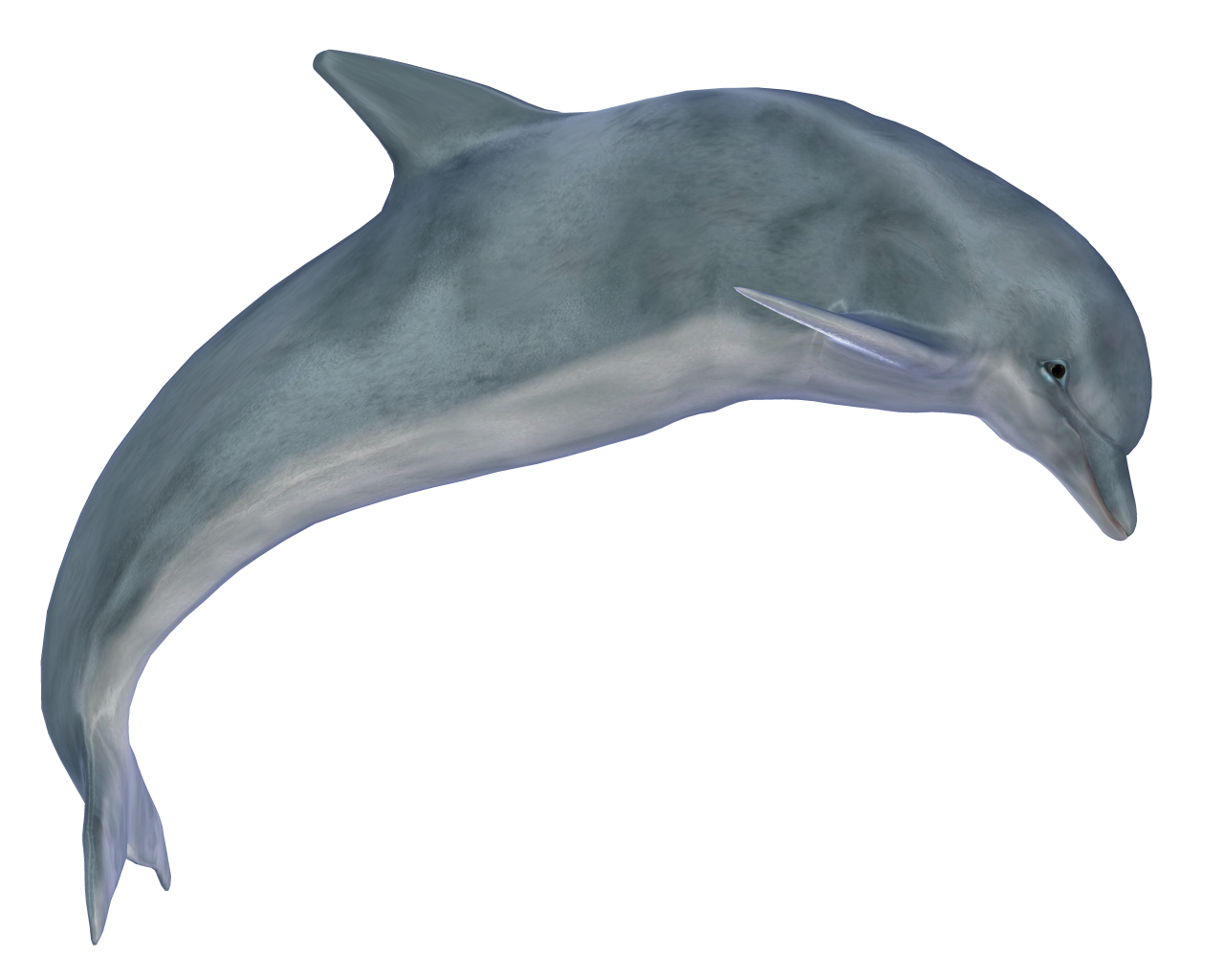 Png 1280X1024 Dolphin With No Background - Dolphin, Transparent background PNG HD thumbnail