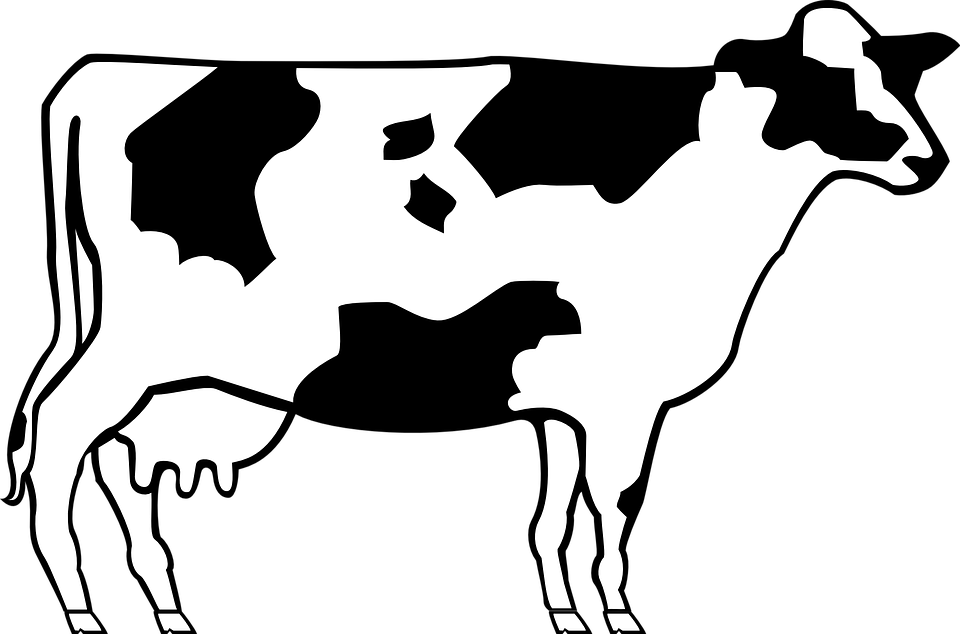 Cow, Livestock, Cattle, Farm, Animal - Domestic Animals Black And White, Transparent background PNG HD thumbnail