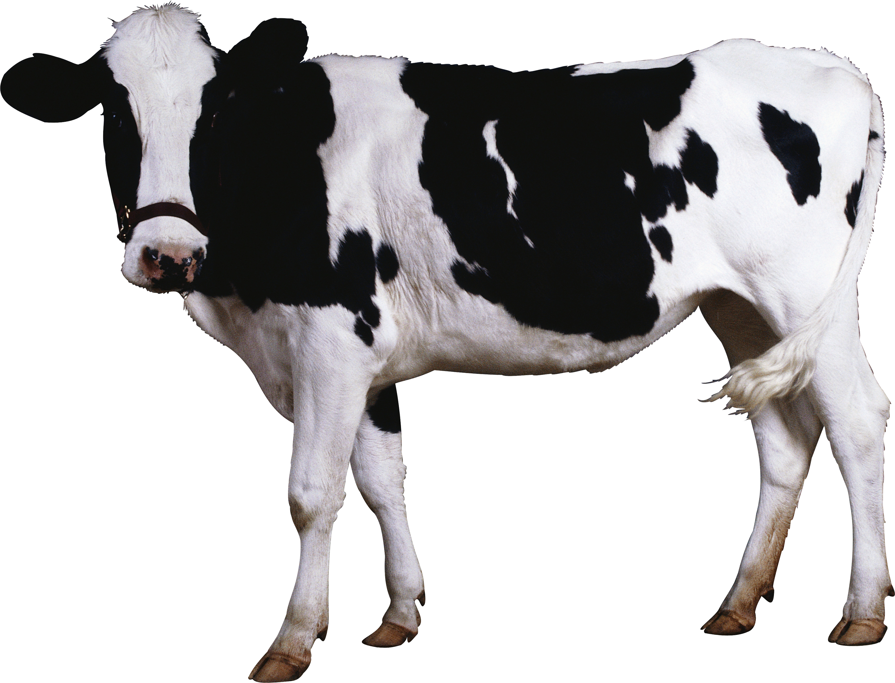 Cow Png Image - Domestic Animals Black And White, Transparent background PNG HD thumbnail