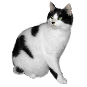 Janeeden 8 0 Black And White Cat Free Stock By Janeeden - Domestic Animals Black And White, Transparent background PNG HD thumbnail