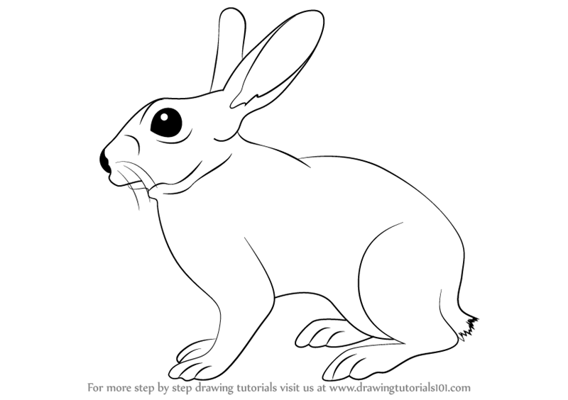 Learn How To Draw A Rabbit (Farm Animals) Step By Step : Drawing Tutorials - Domestic Animals Black And White, Transparent background PNG HD thumbnail