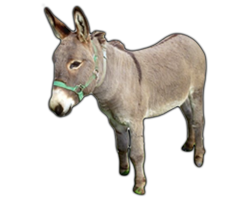 Click Here To See Donkey Album - Donkey, Transparent background PNG HD thumbnail