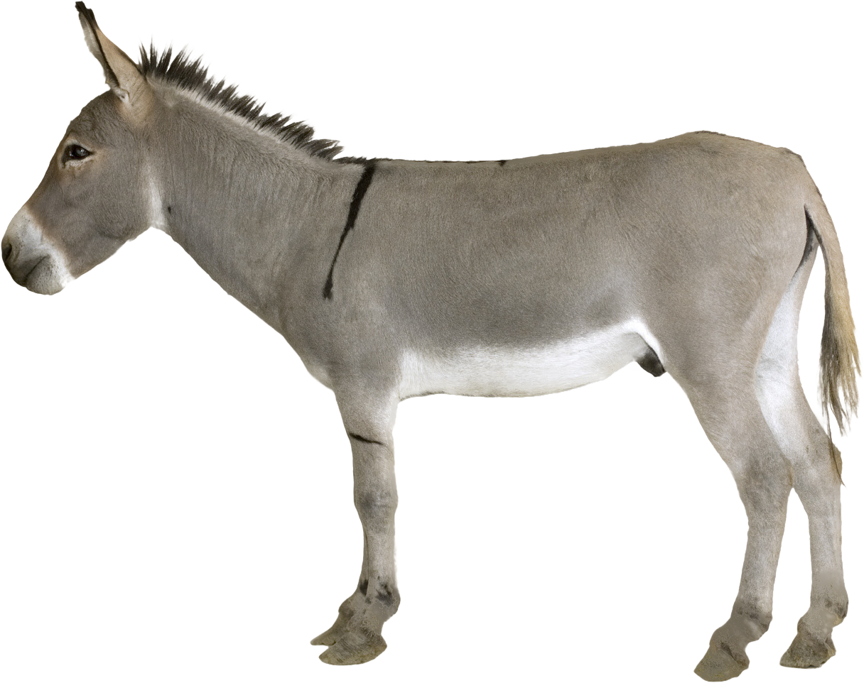 Donkey · Duck Png Image - Donkey, Transparent background PNG HD thumbnail