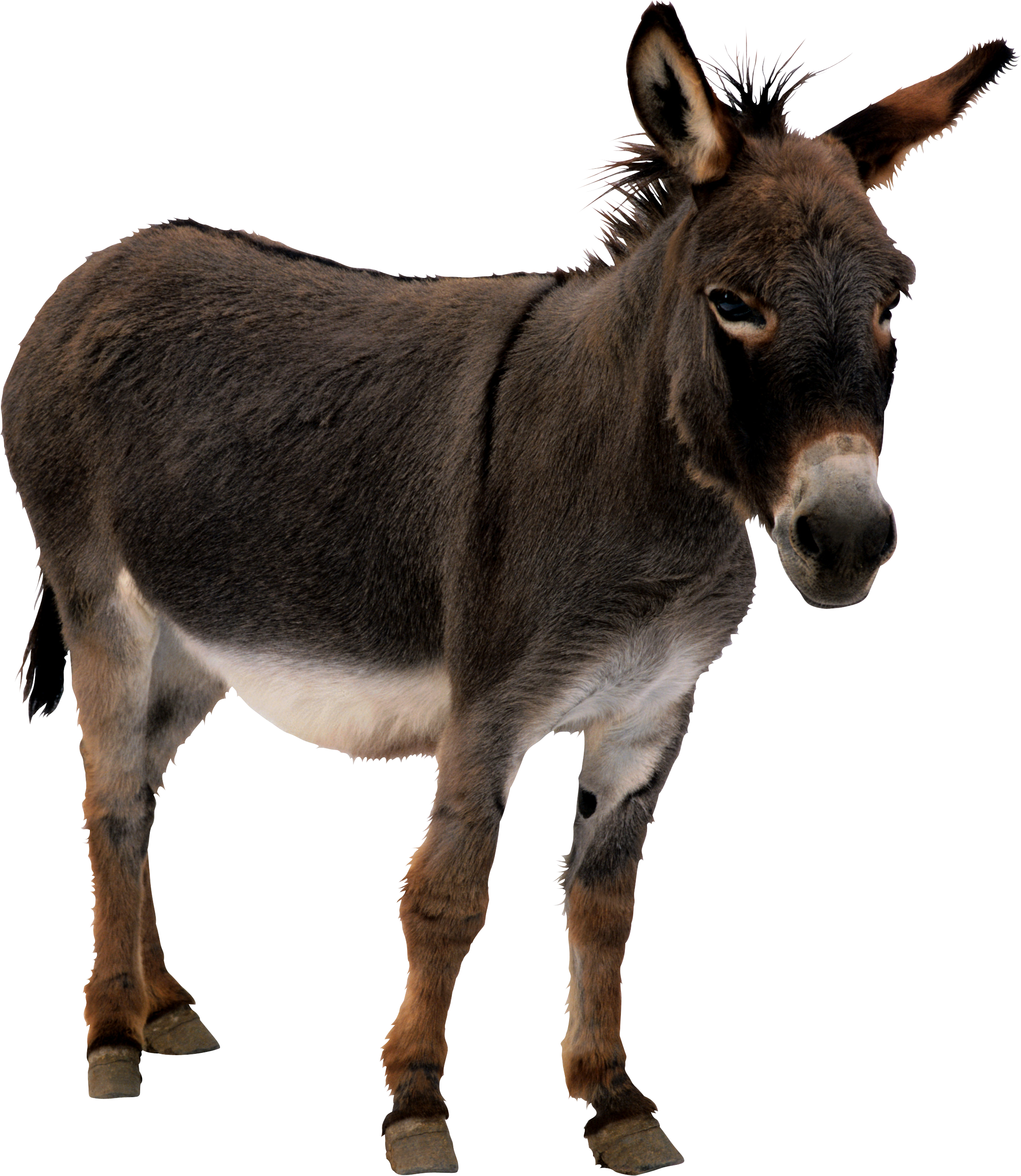 Donkey Png   Png Mule - Donkey, Transparent background PNG HD thumbnail