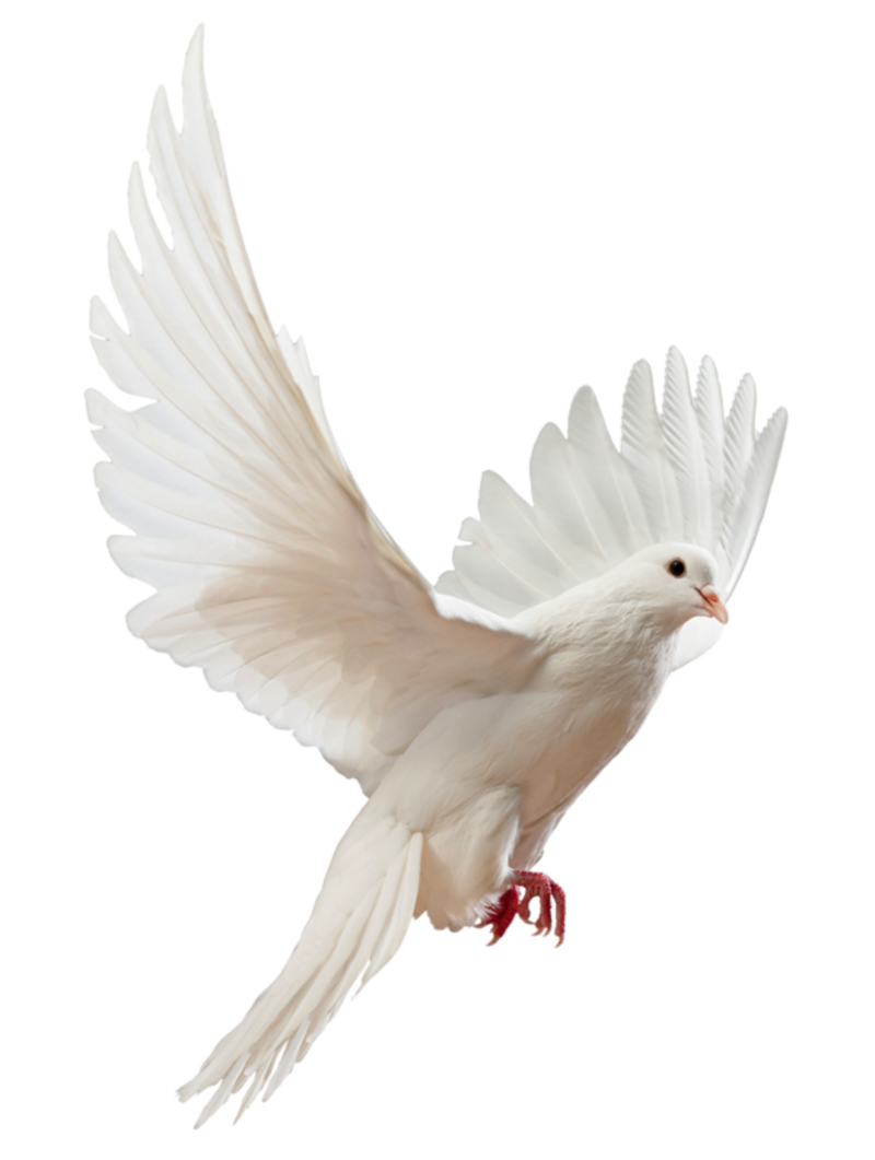 0_22Fa58_94E715Bf_Xl.png - Dove, Transparent background PNG HD thumbnail