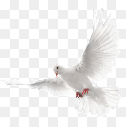A White Dove Flying, White, Pigeon, Fly Png And Psd - Dove, Transparent background PNG HD thumbnail