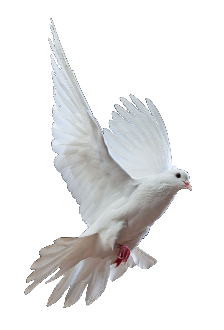 White dove, Pigeon, White, Fl