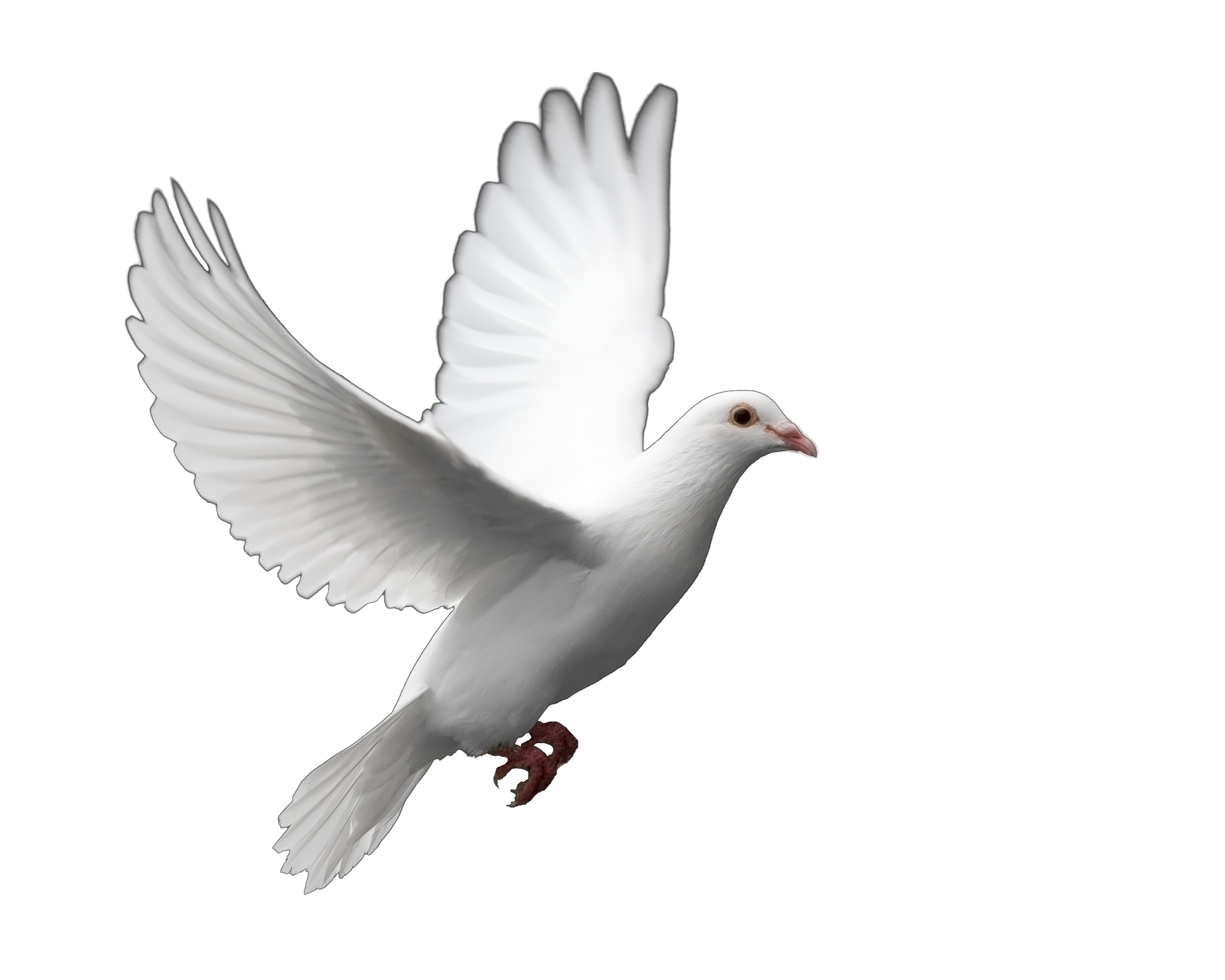 Funeral Dove Release Can Supply Doves To Be Released At Funerals And Memorial Services In Miami, Fort Lauderdale And West Palm Beach. - Dove, Transparent background PNG HD thumbnail