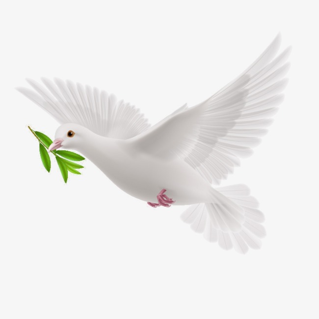 Peace Dove, Pigeon, Olive Branch, Olive Png Image - Dove, Transparent background PNG HD thumbnail