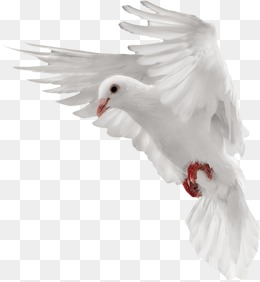 White Dove, Pigeon, White, Fly Png Image - Dove, Transparent background PNG HD thumbnail