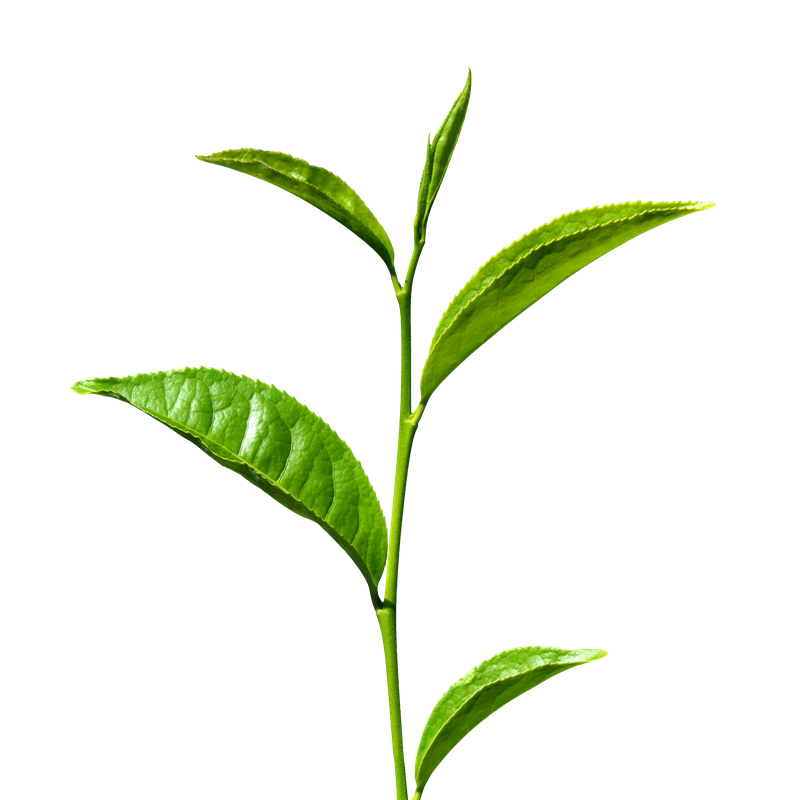 Green Tea PNG Transparent Ima