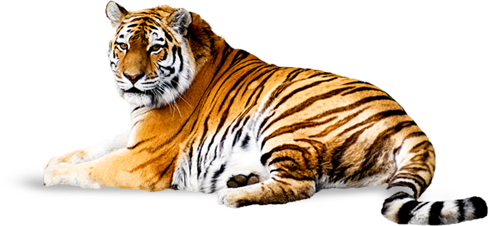 Download Png Image: Tiger Png Image, Free Download, Tigers - Tiger, Transparent background PNG HD thumbnail