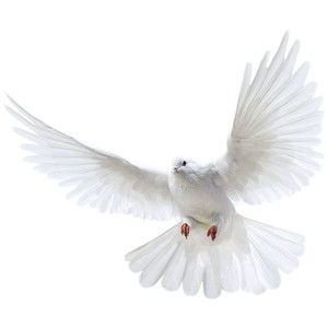 White flying pigeon PNG