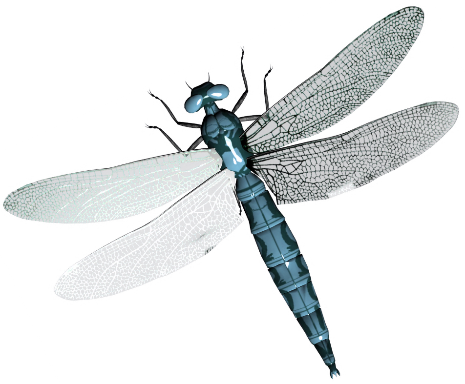 Dragonfly Png - Dragonfly, Transparent background PNG HD thumbnail