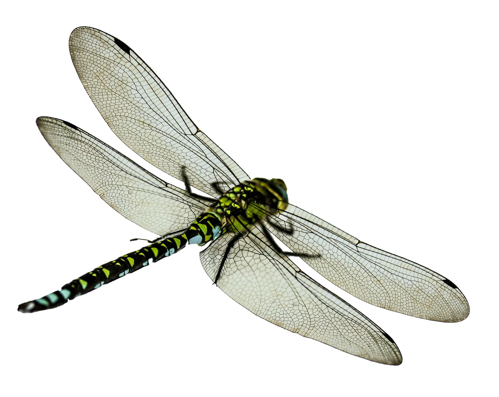 Dragonfly PNG Transparent Image, Dragonfly PNG - Free PNG