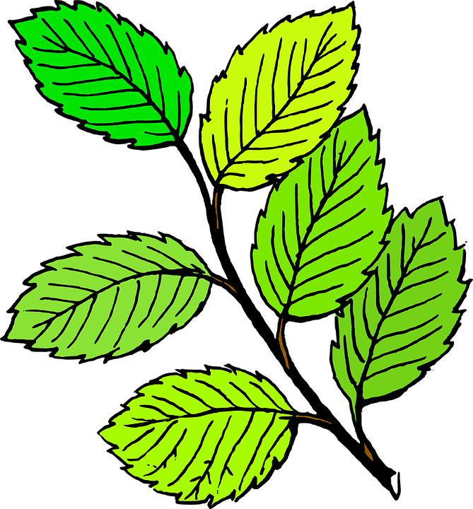 Zweig Blatt Baum Pflanze Dschungel Natürliche - Dschungel Blatter, Transparent background PNG HD thumbnail