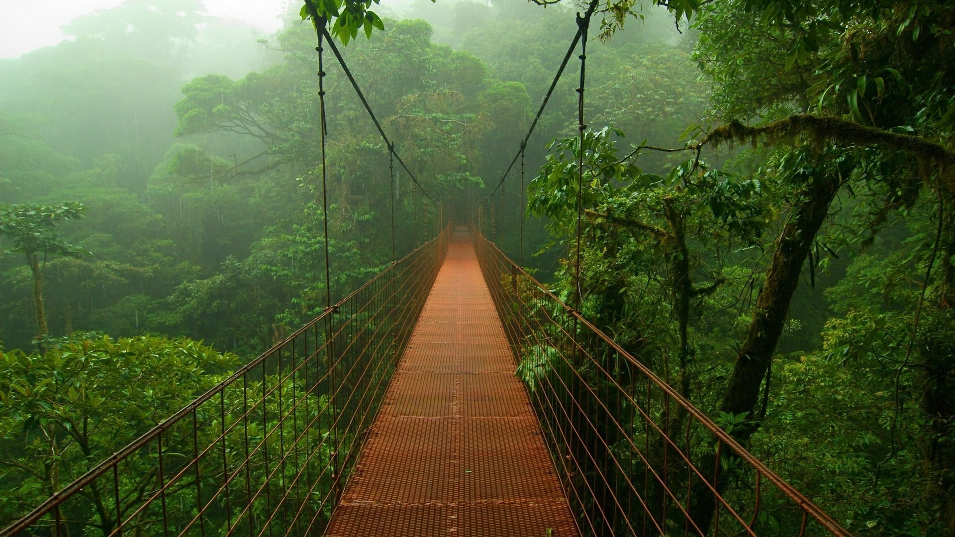 Menschengemacht   Brücke Wald Rainforest Dschungel Wallpaper - Dschungel Hintergrund, Transparent background PNG HD thumbnail