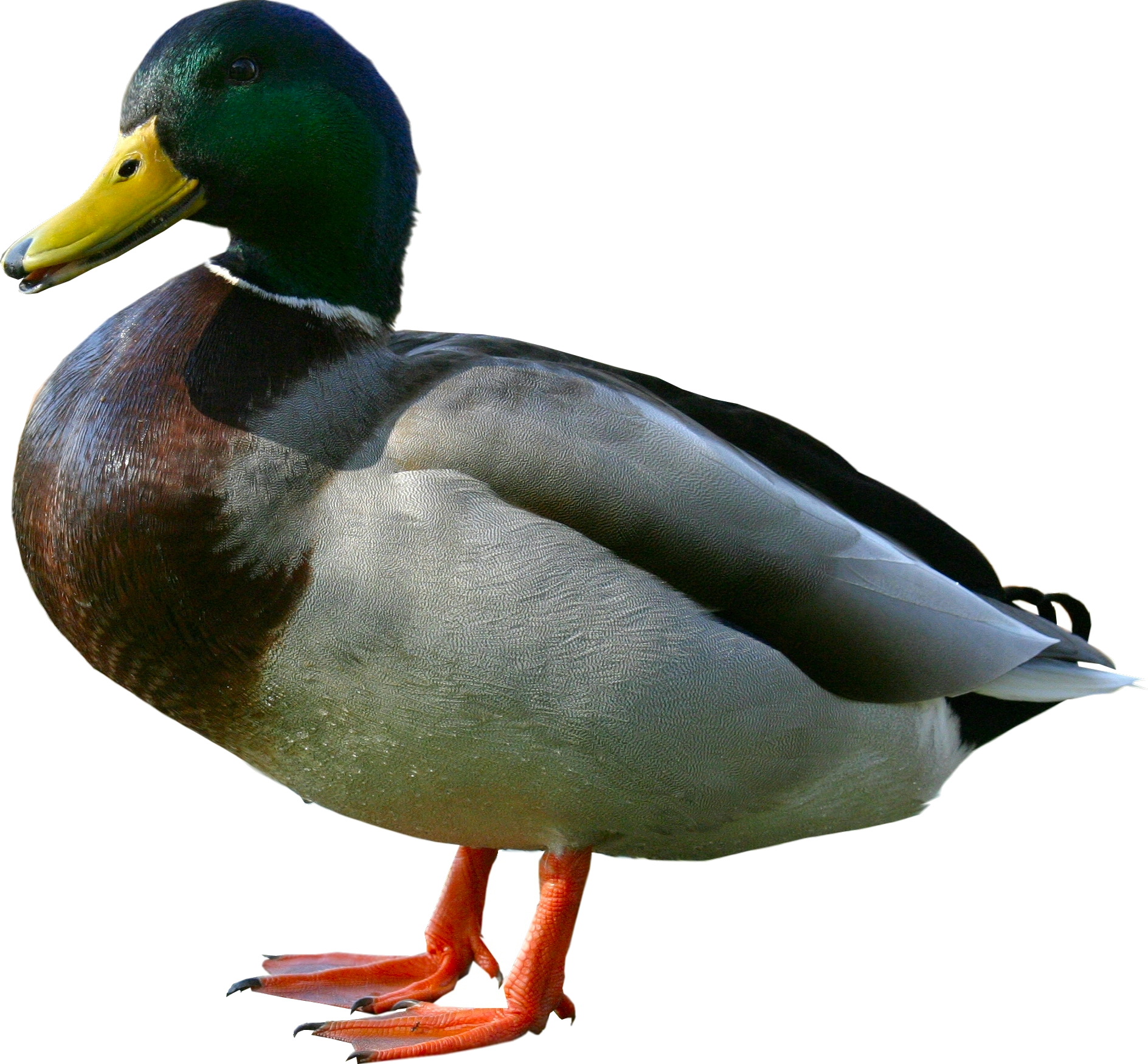 Duck.png - Duck, Transparent background PNG HD thumbnail
