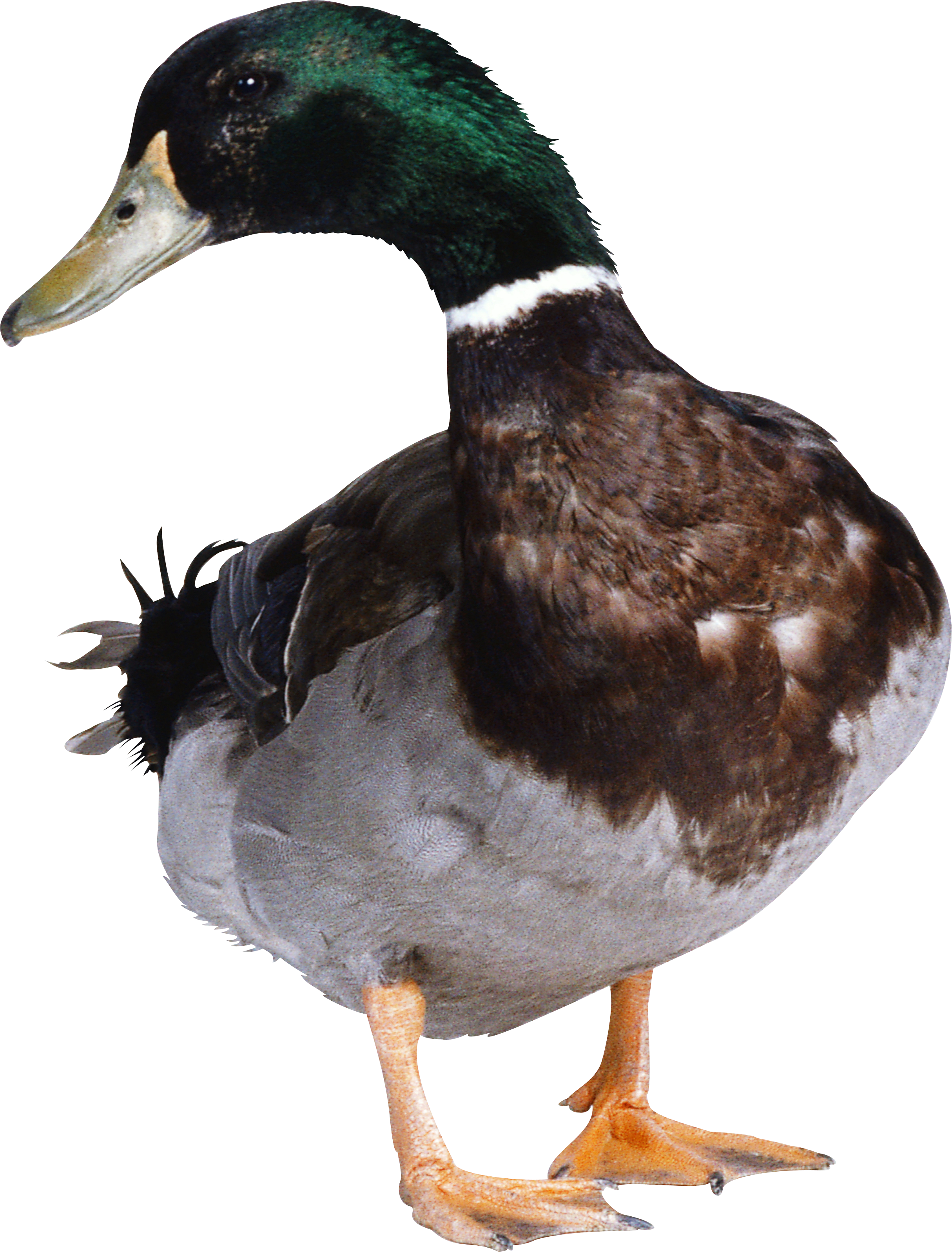 Duck Png Image - Duck, Transparent background PNG HD thumbnail