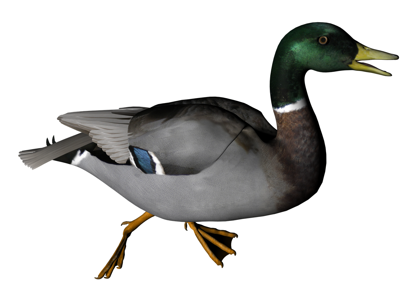 Duck Transparent Background
