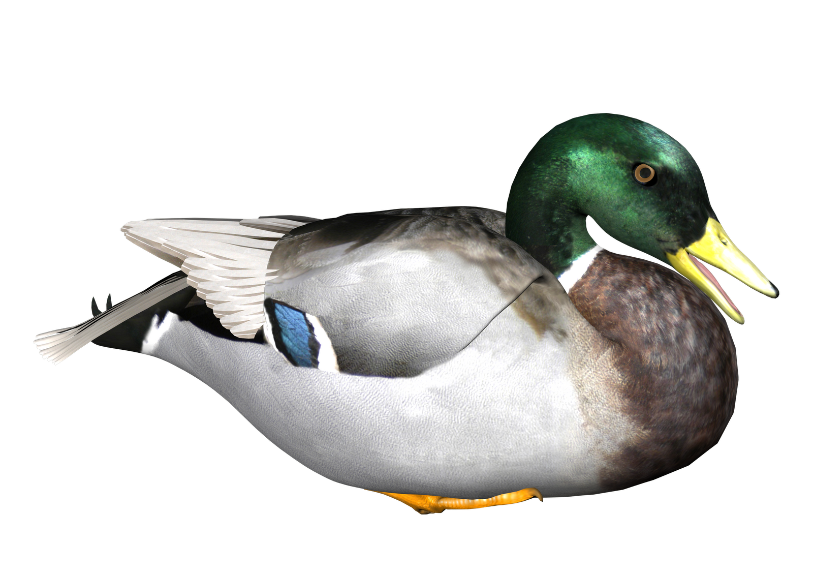 Duck PNG Free Download - Duck