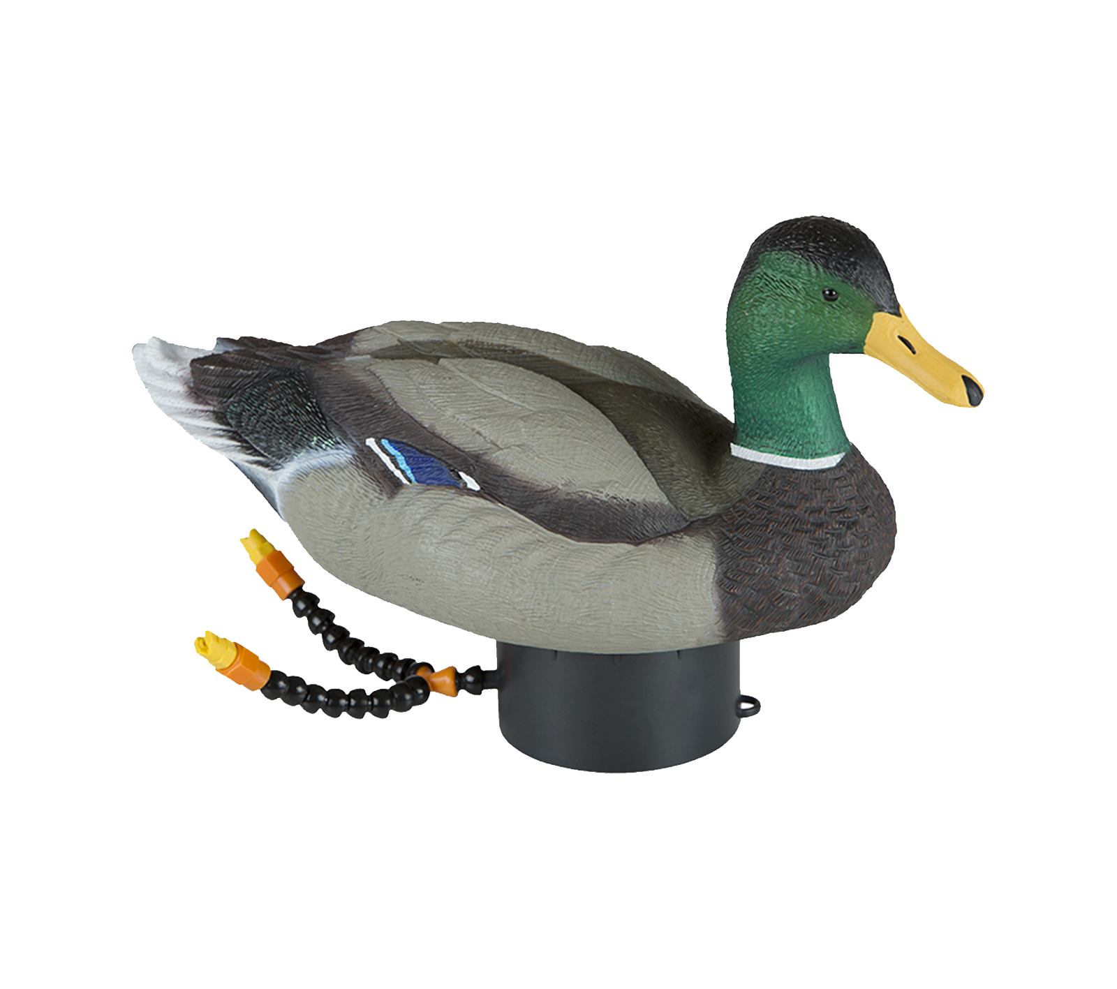Lucky Duck Super Swimmer Hd - Duck Hunting, Transparent background PNG HD thumbnail