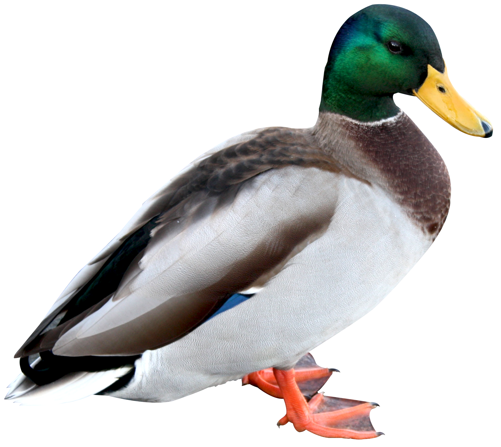 Duck Png Hd - Duck, Transparent background PNG HD thumbnail