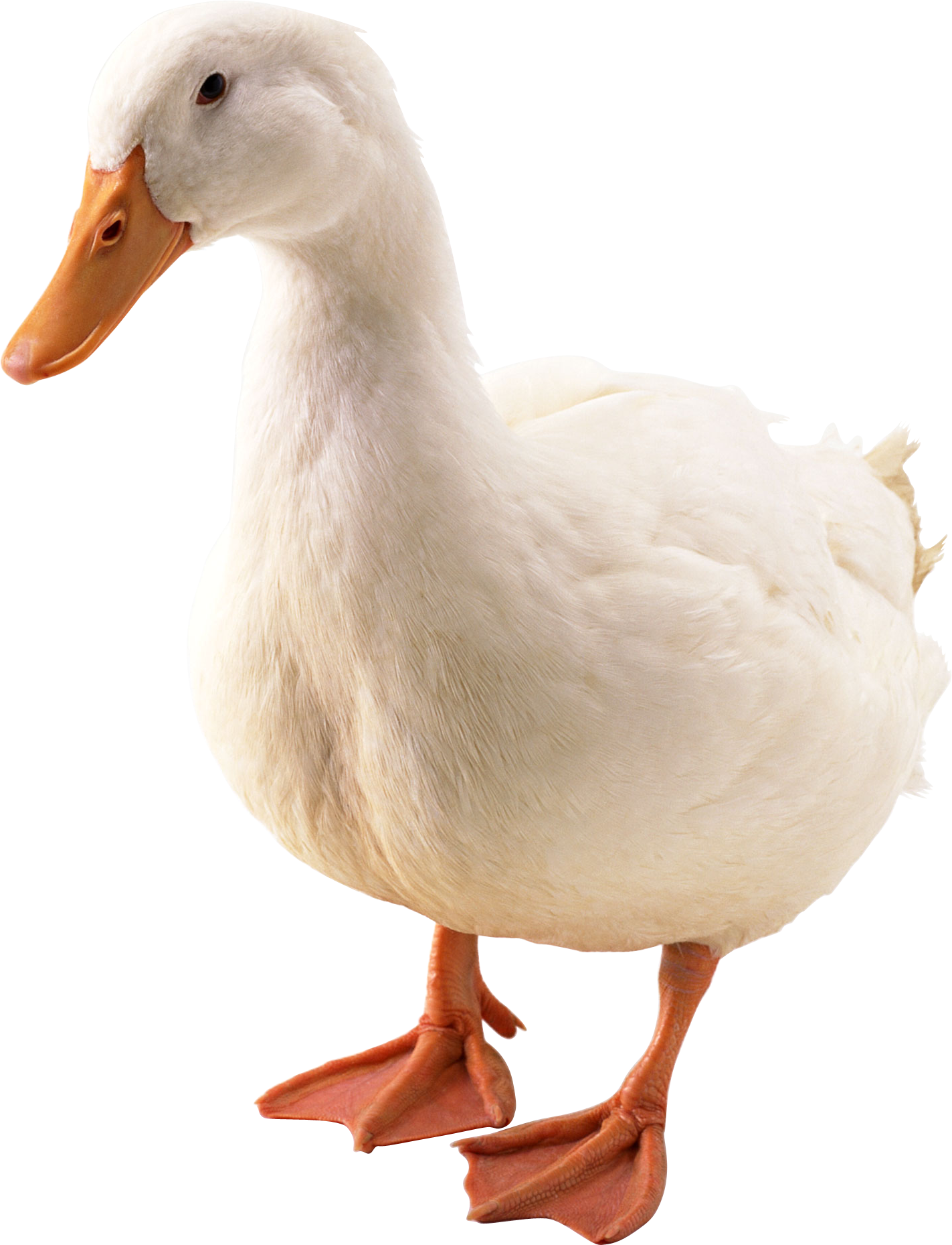 Duck Png Image #20145 - Duck, Transparent background PNG HD thumbnail