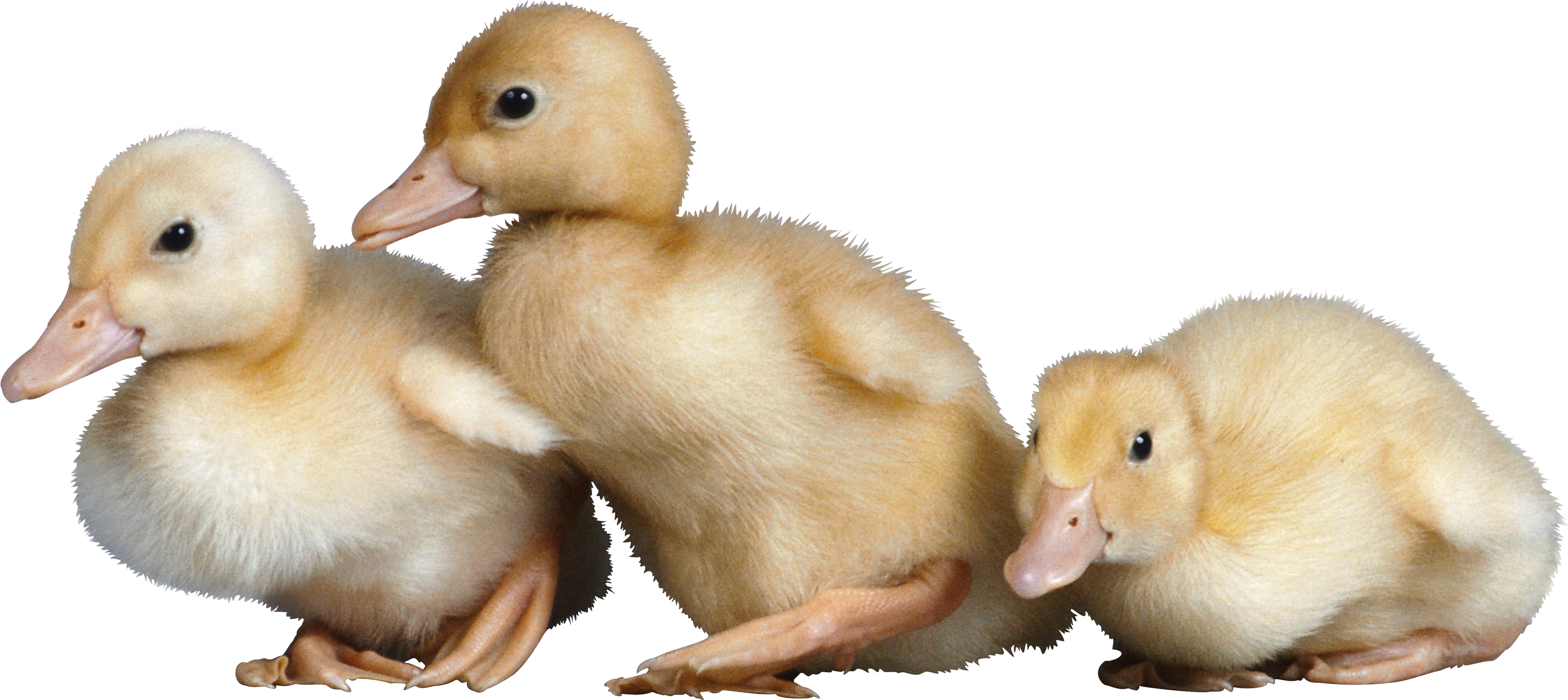 Duck Png Image - Duck, Transparent background PNG HD thumbnail