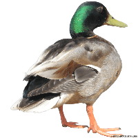 Duck Png Image Png Image - Duck, Transparent background PNG HD thumbnail