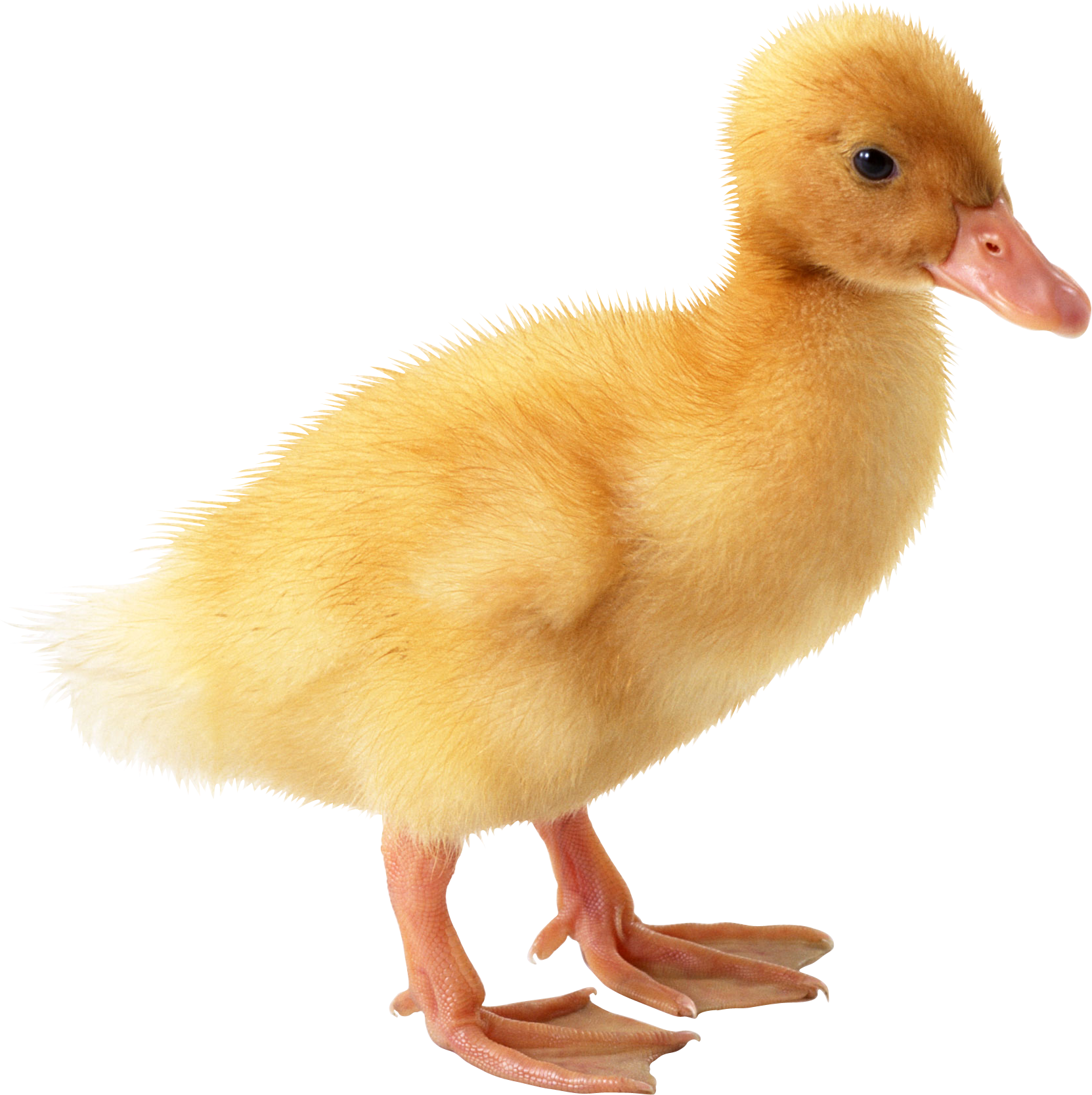 Little Yellow Duck Png Image - Duck, Transparent background PNG HD thumbnail