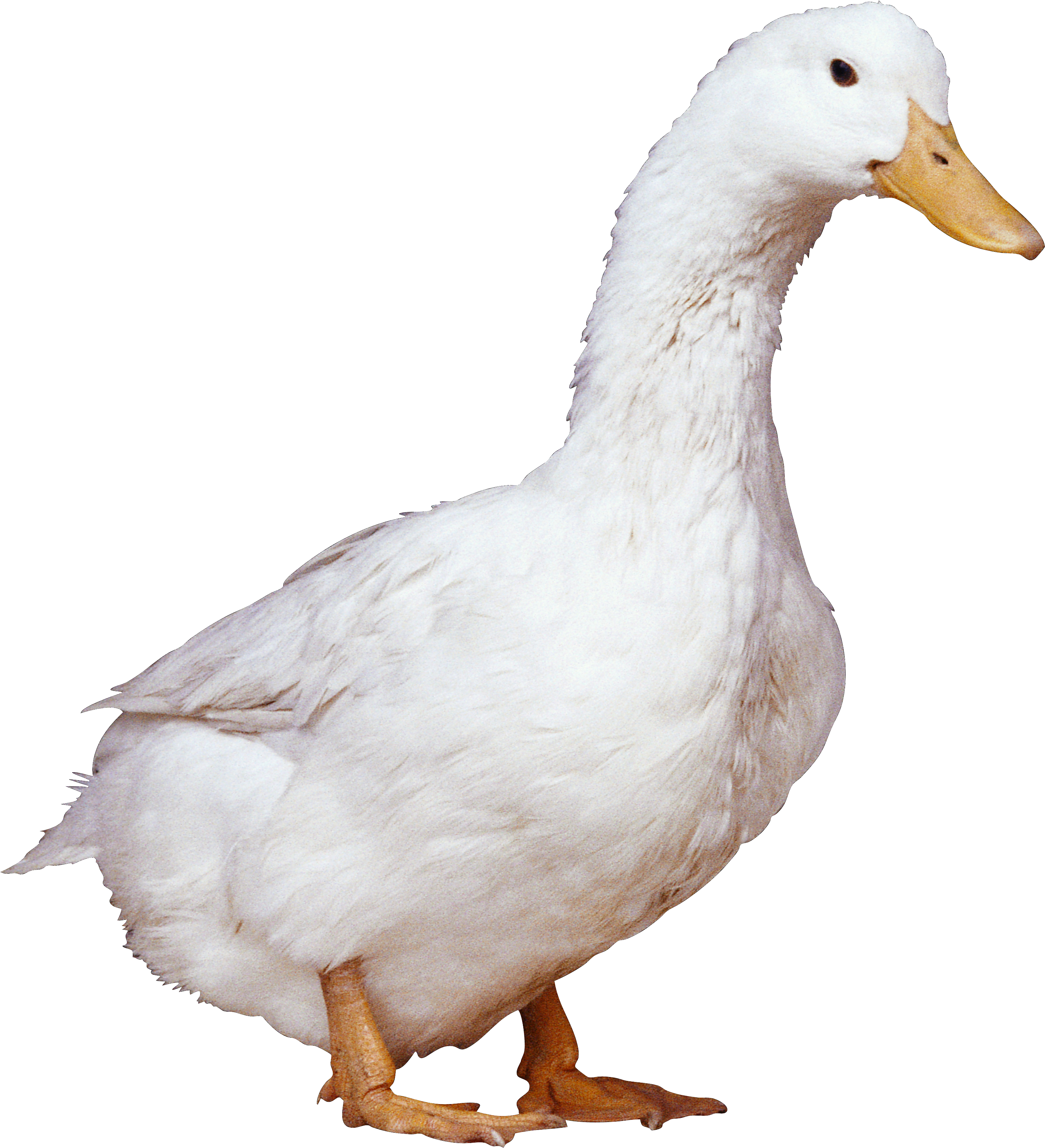 White Duck Png Image #20127 - Duck, Transparent background PNG HD thumbnail