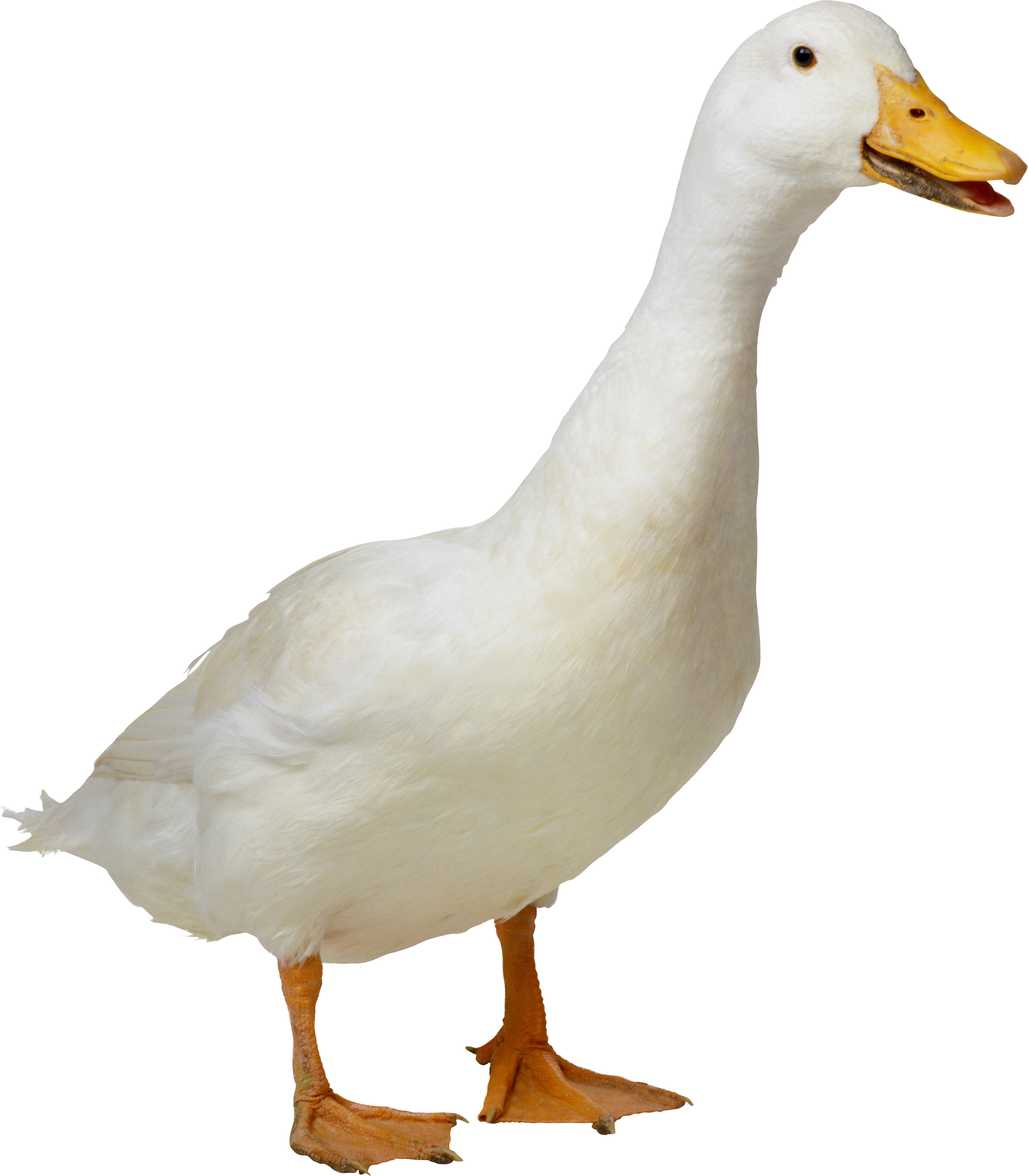 White Duck Png Image - Duck, Transparent background PNG HD thumbnail