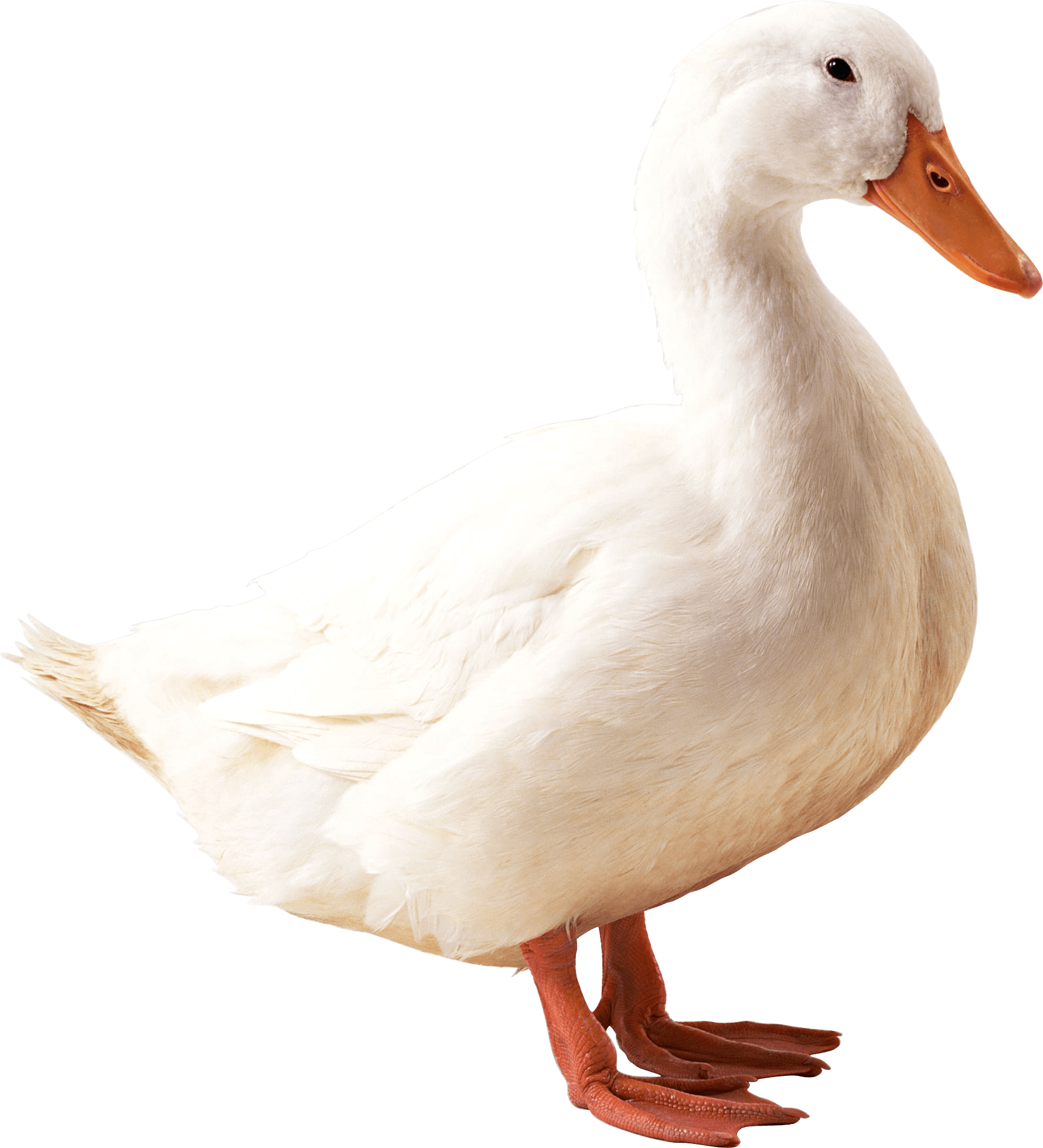 White Duck Png Image Png Image - Duck, Transparent background PNG HD thumbnail