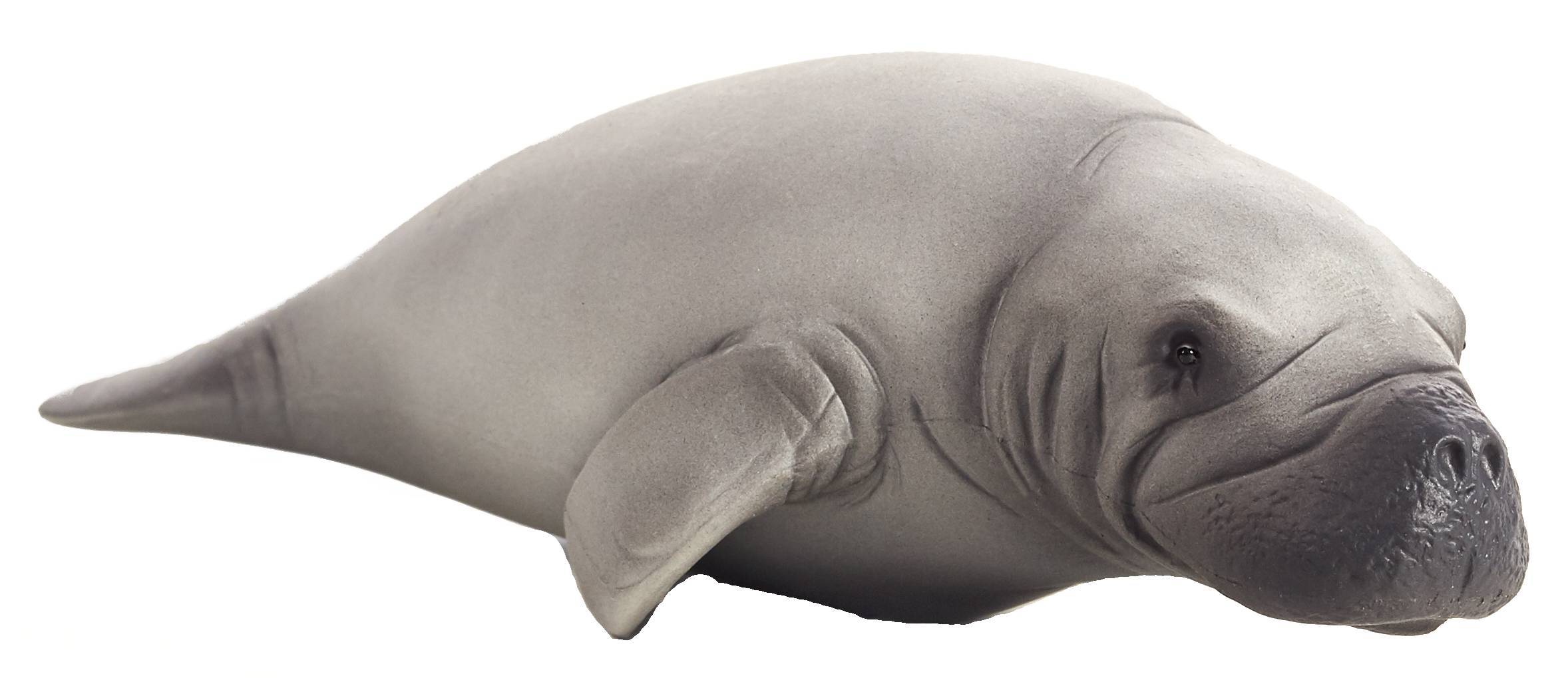 Huge item dugong 01