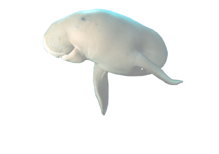 Dugong Png Hdpng.com 852 - Dugong, Transparent background PNG HD thumbnail