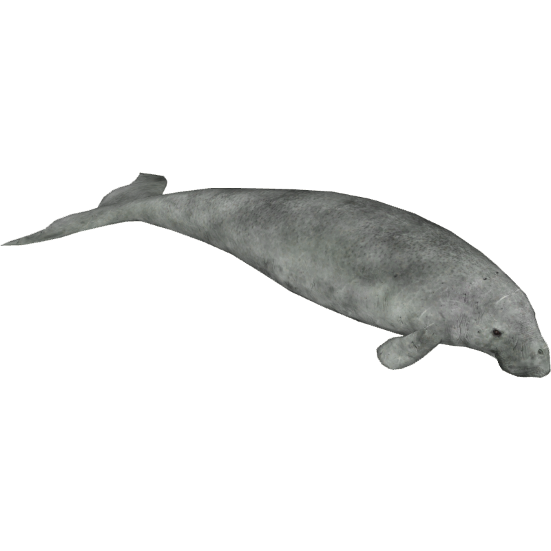 dugong-default.png