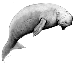 Dugong Image Courtesy Of The Great Barrier Reef Marine Park Authority Hdpng.com  - Dugong, Transparent background PNG HD thumbnail