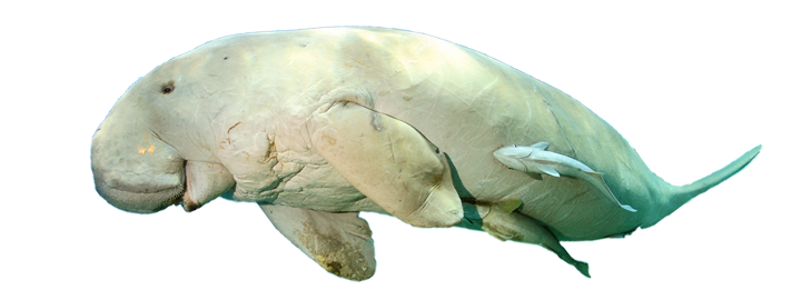 Dugong image courtesy of the 