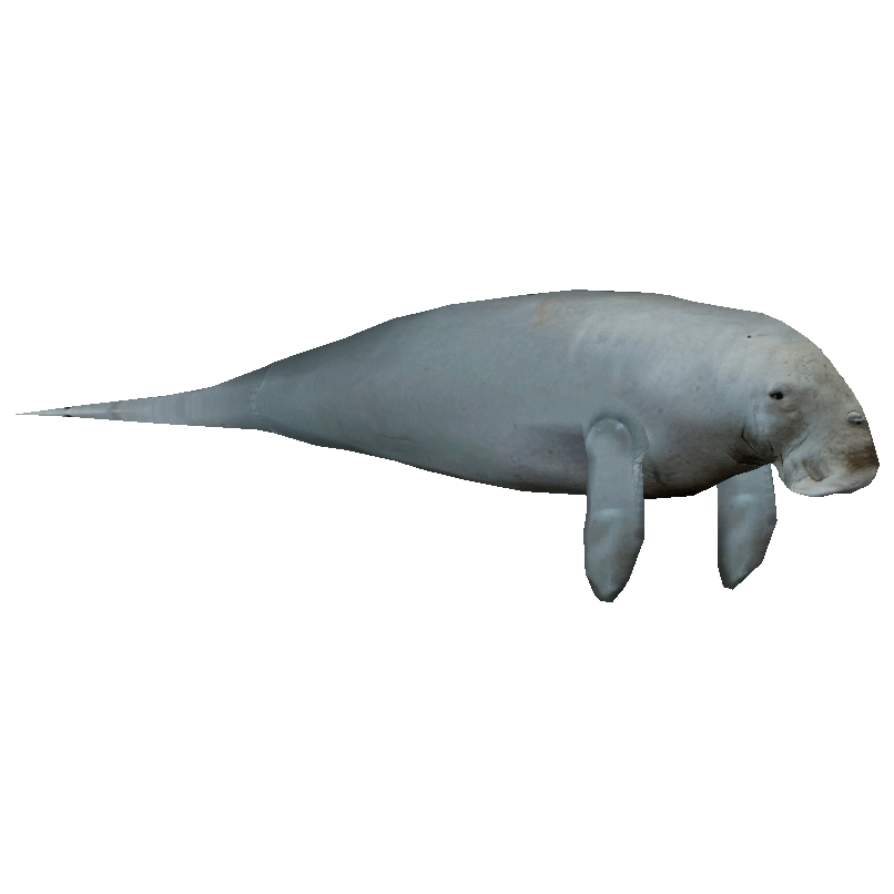 Dugong image courtesy of the 