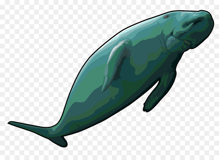 Sea Cows Stelleru0027S Sea Cow Common Bottlenose Dolphin Dugong Clip Art   Whale - Dugong, Transparent background PNG HD thumbnail