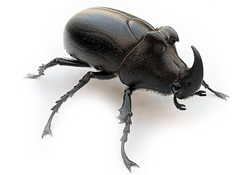 Beetle 2 - Dung Beetle, Transparent background PNG HD thumbnail