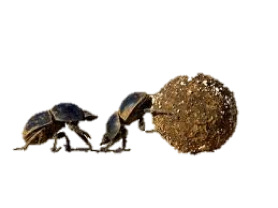 Dung Beetle Png - . Hdpng.com Dung Beetle, Transparent background PNG HD thumbnail