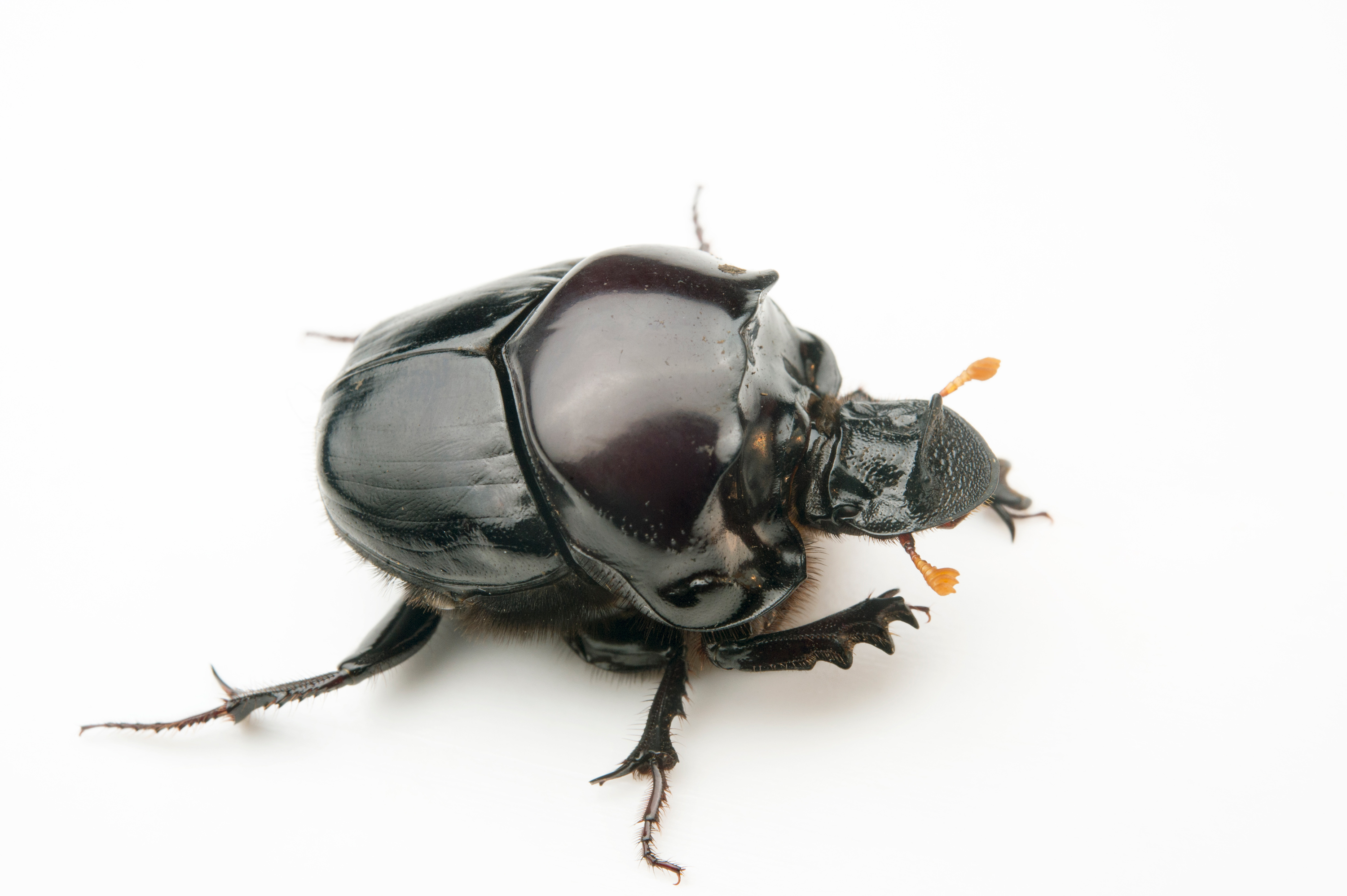 Dung Beetle   Copris Complexus - Dung Beetle, Transparent background PNG HD thumbnail