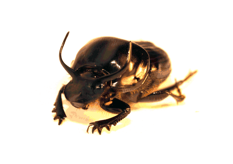 Dung Beetle Fighter Male - Dung Beetle, Transparent background PNG HD thumbnail
