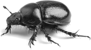 Dungbeetle - Dung Beetle, Transparent background PNG HD thumbnail