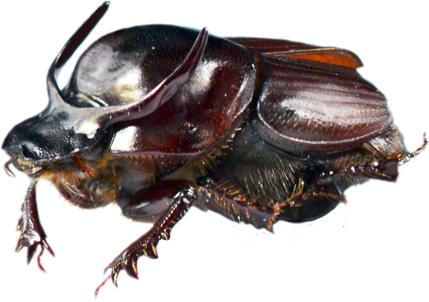 Dung Beetle Png - Male Bull Headed Dung Beetle, Onthophagus Taurus., Transparent background PNG HD thumbnail