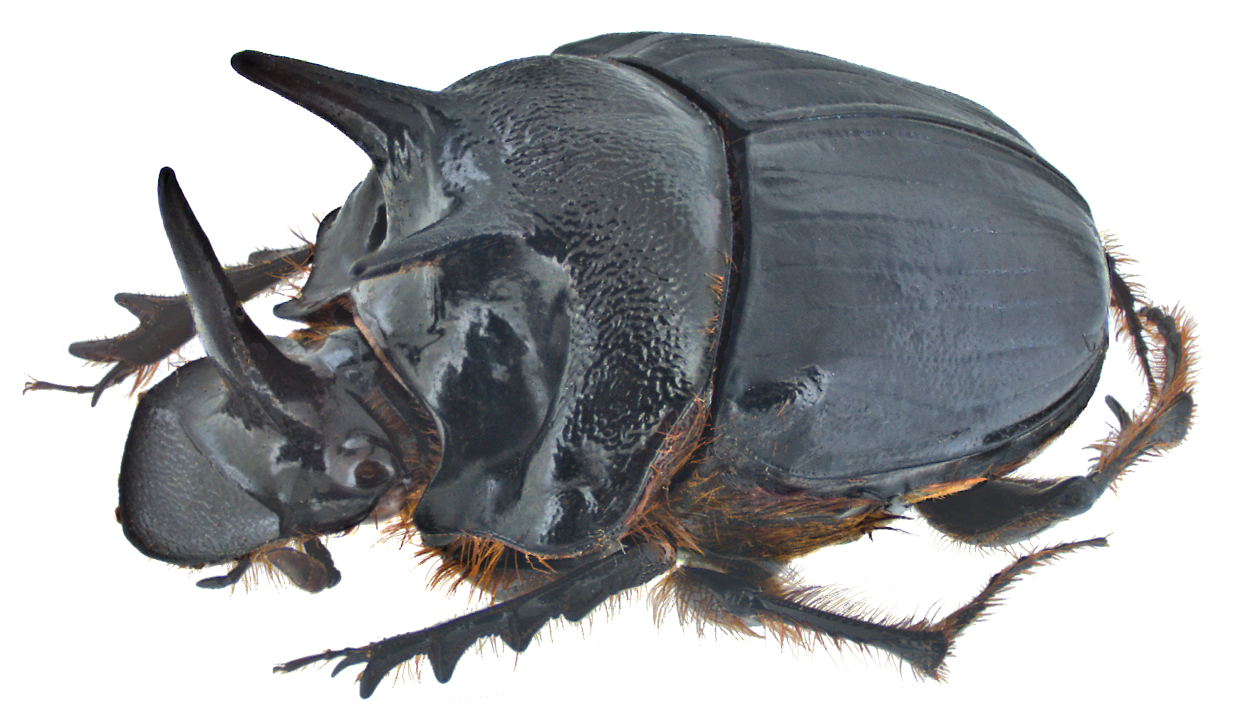 Dung Beetle Png - Onthophagus Ferox. (Credit: Udo Schmidt Via Hdpng.com , Transparent background PNG HD thumbnail
